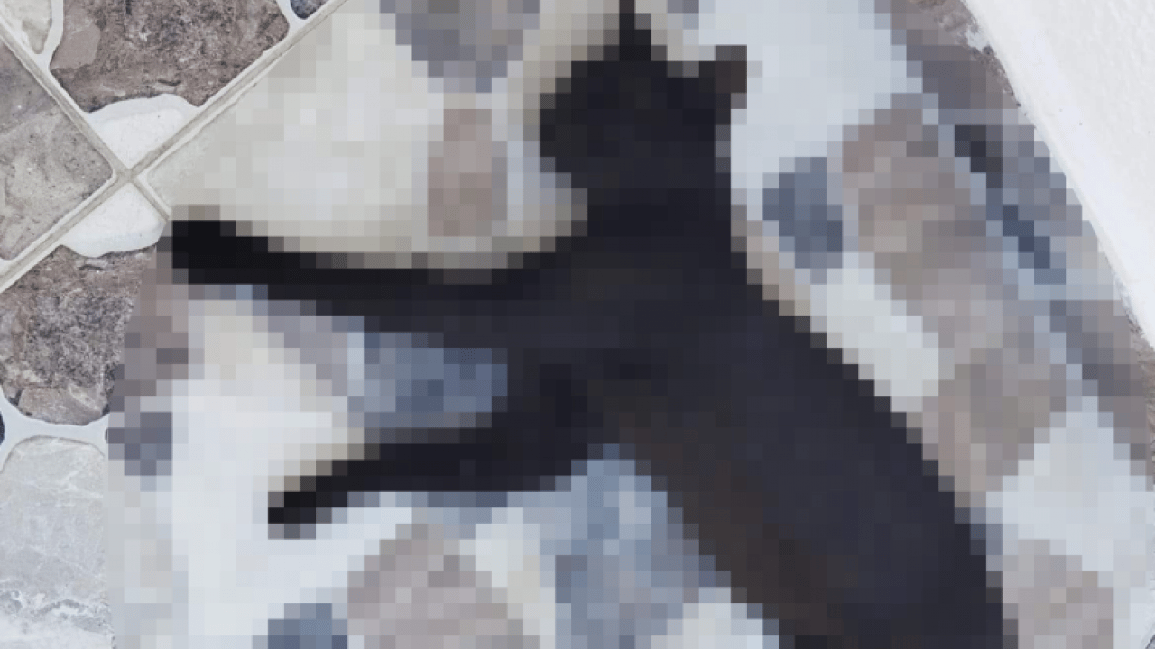 Foto - Edirne’de hayvan hakları davasında dikkat çeken olay: Kedi ölümlerinin faili komşu çıktı