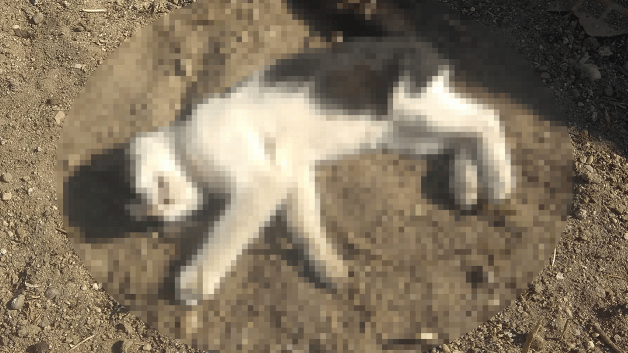 Foto - Edirne’de hayvan hakları davasında dikkat çeken olay: Kedi ölümlerinin faili komşu çıktı