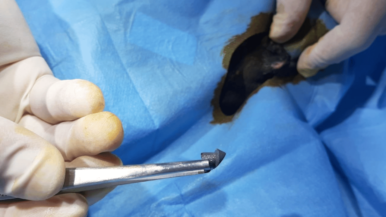 Foto - Edirne’de hayvan hakları davasında dikkat çeken olay: Kedi ölümlerinin faili komşu çıktı