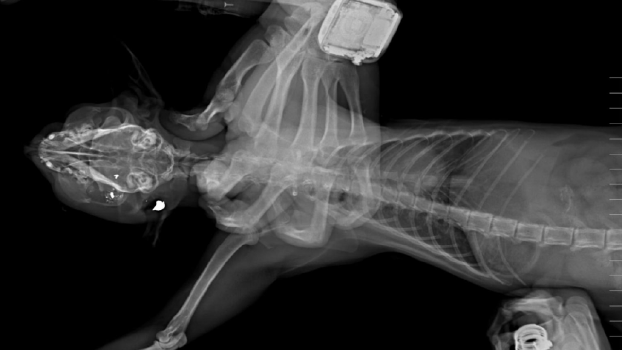 Foto - Edirne’de hayvan hakları davasında dikkat çeken olay: Kedi ölümlerinin faili komşu çıktı