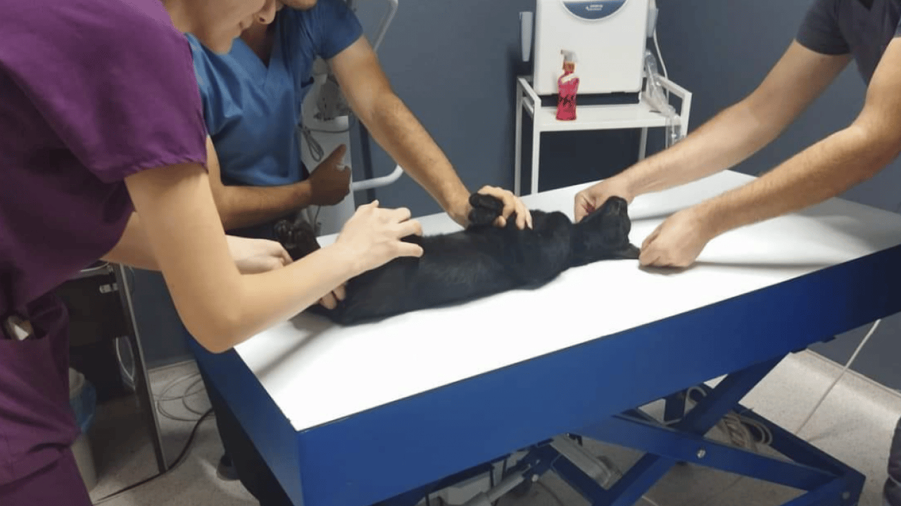 Edirne’de hayvan hakları davasında dikkat çeken olay: Kedi ölümlerinin faili komşu çıktı