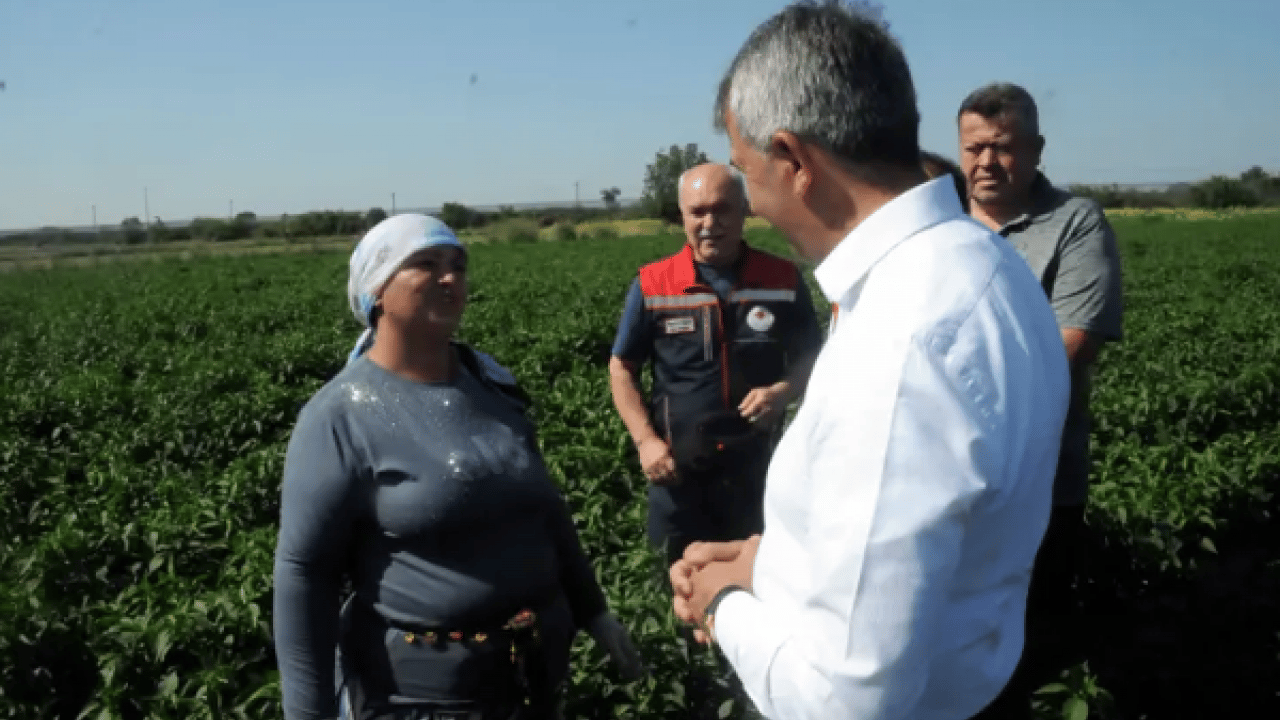 Foto - Edirne’de tarlalarda mesai başladı: 35 derece sıcakta acı biber hasadı