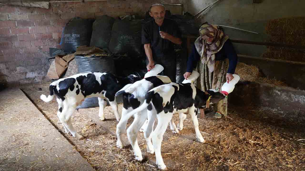 Foto - Edirne’de üçüz buzağı sevinci: ‘Rabbim bereketini üç kat fazla verdi’