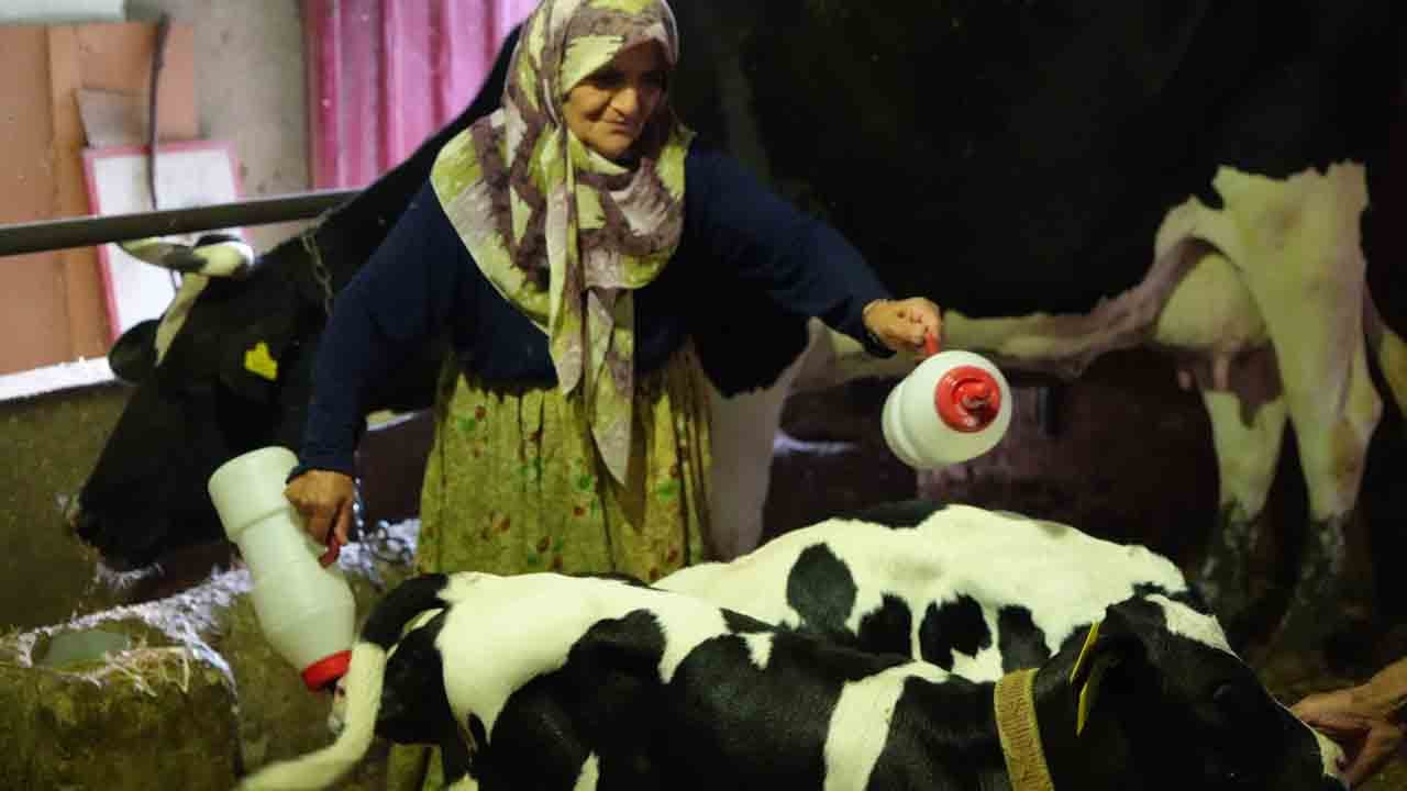 Foto - Edirne’de üçüz buzağı sevinci: ‘Rabbim bereketini üç kat fazla verdi’