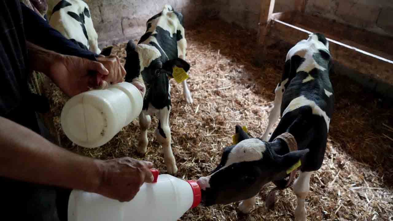 Foto - Edirne’de üçüz buzağı sevinci: ‘Rabbim bereketini üç kat fazla verdi’