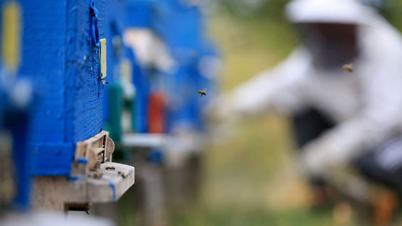 Foto - Edirne'nin Karaçalı balı: En zengin demir içeren besin kaynağı: Coğrafi işaret için hazırlanıyor! 