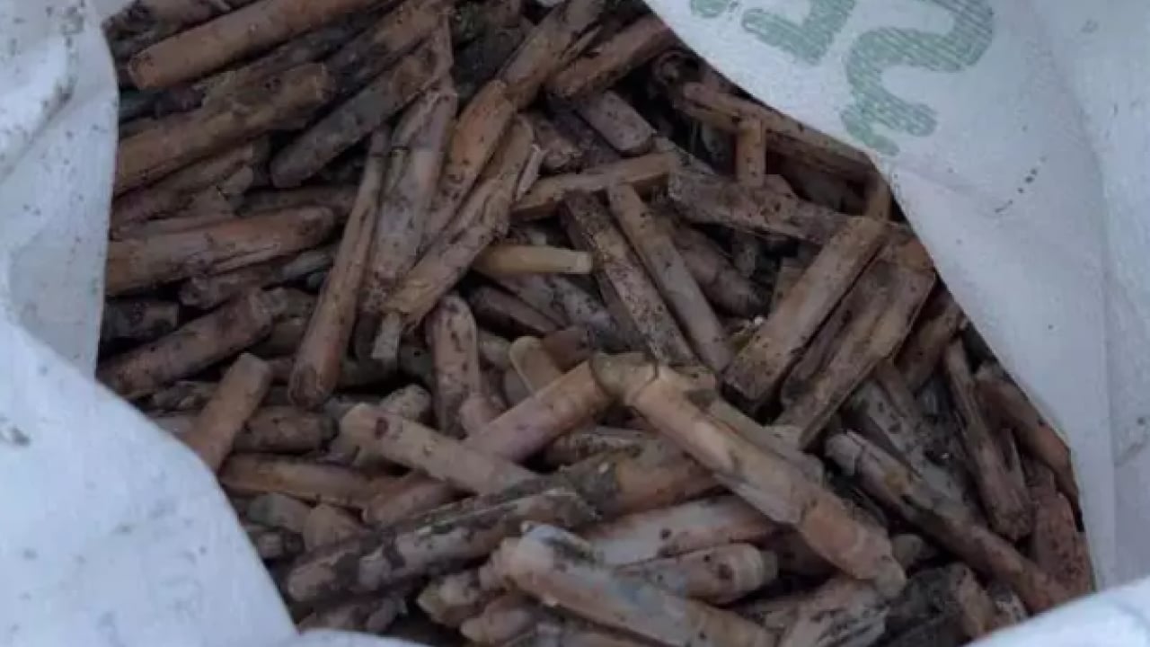 Foto - Ege'den dünyaya yayılıyor! Japonlar onun için sıraya giriyor!