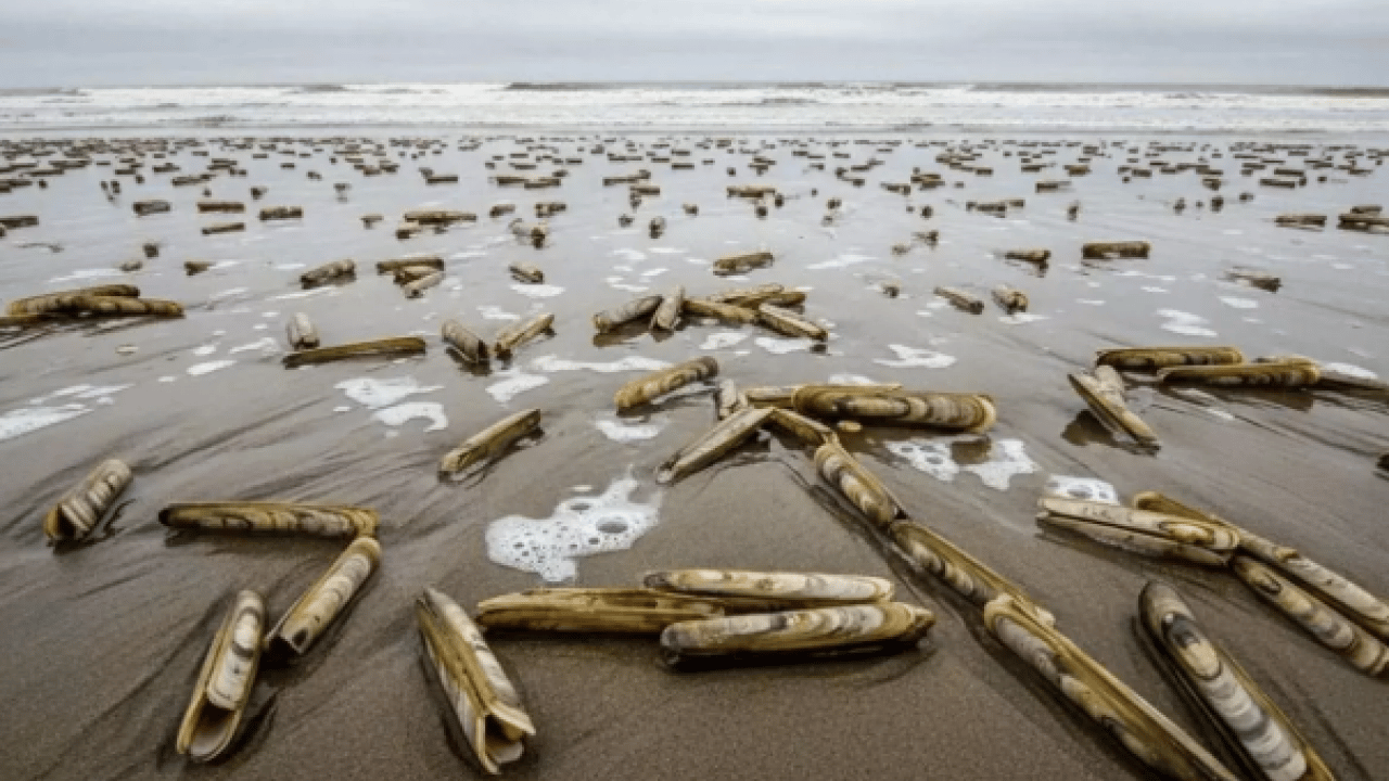 Foto - Ege'den dünyaya yayılıyor! Japonlar onun için sıraya giriyor!