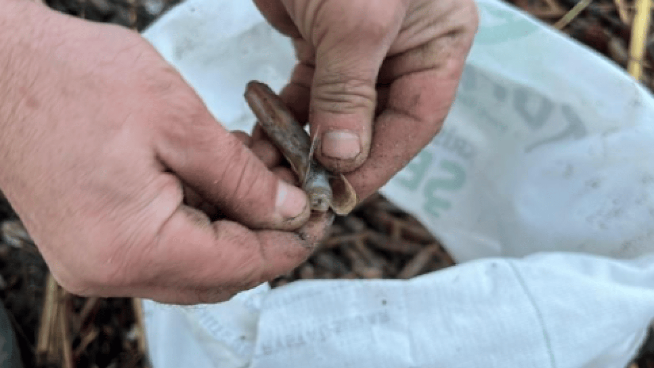 Foto - Ege'den dünyaya yayılıyor! Japonlar onun için sıraya giriyor!