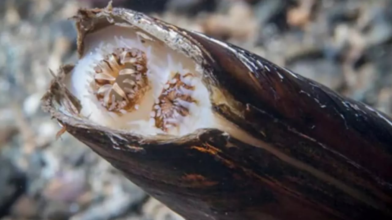 Foto - Ege'den dünyaya yayılıyor! Japonlar onun için sıraya giriyor!
