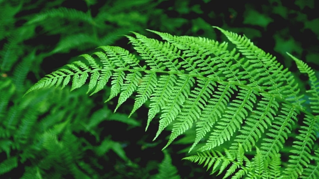 Foto - Eğrelti otundan milyar dolarlık keşif çıktı! Nadir element buldular, maden kralı olacaklar