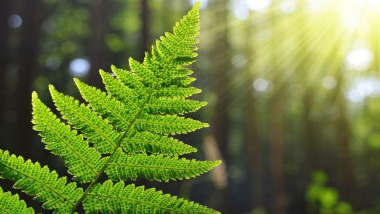 Foto - Eğrelti otundan milyar dolarlık keşif çıktı! Nadir element buldular, maden kralı olacaklar