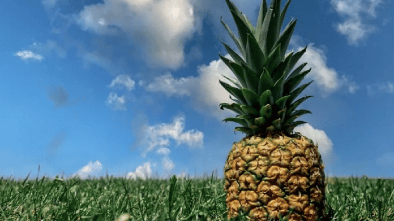 Foto - Egzotik lezzetin faydaları... Ananas tüketirken dikkat: Göründüğü kadar masum olmayabilir mi?