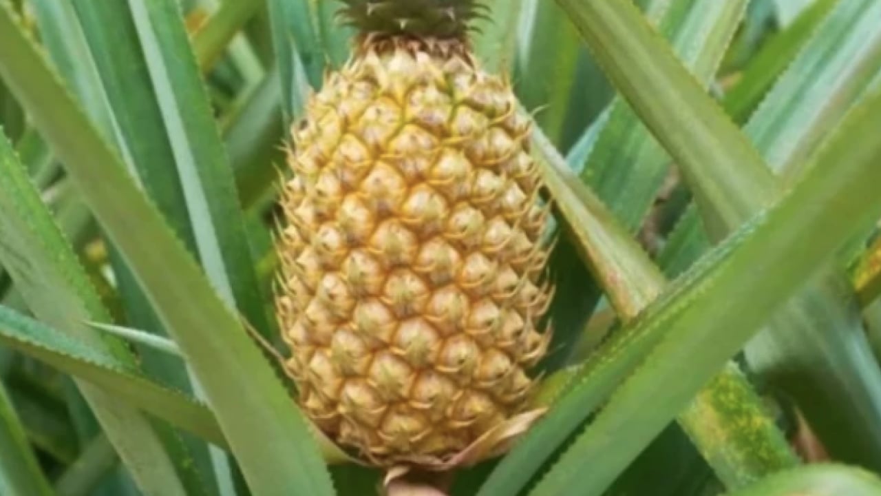 Foto - Egzotik lezzetin faydaları... Ananas tüketirken dikkat: Göründüğü kadar masum olmayabilir mi?