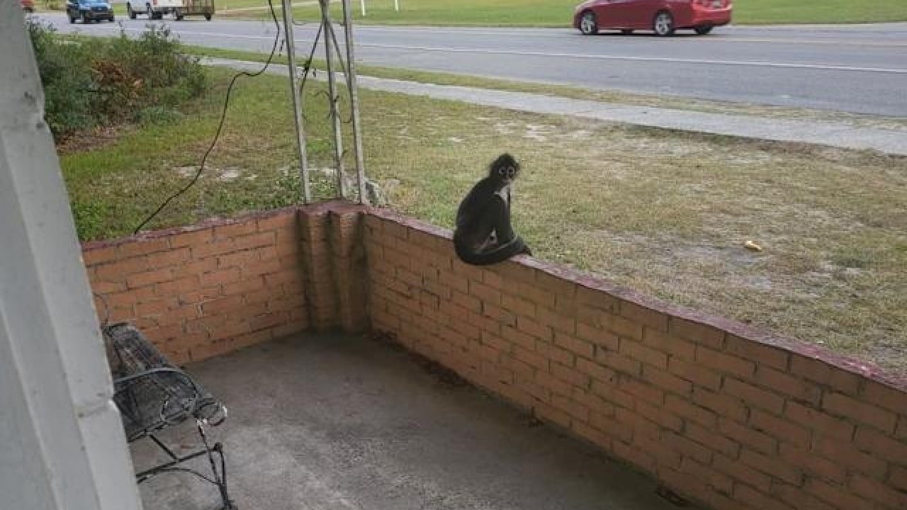 Foto - Ekim ayının en sıradışı ve tuhaf olayları