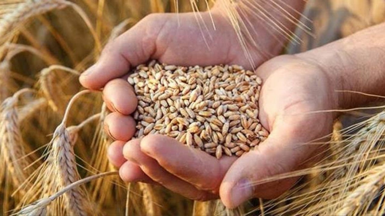 Foto - Ekmeklik buğday ve buğday kırıkları ihracatına izin verildi İhracat yasağı kalktı