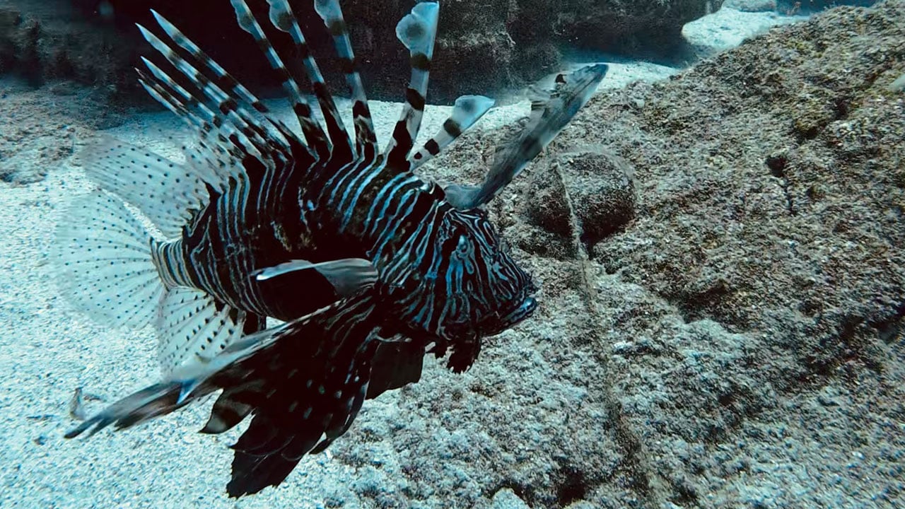 Foto - Ekosistemi kilitliyor! Akdeniz’de sessiz dönüşüm