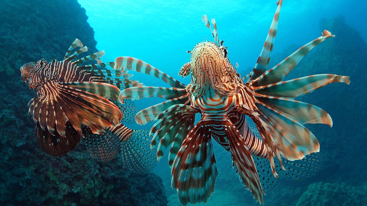 Foto - Ekosistemi kilitliyor! Akdeniz’de sessiz dönüşüm