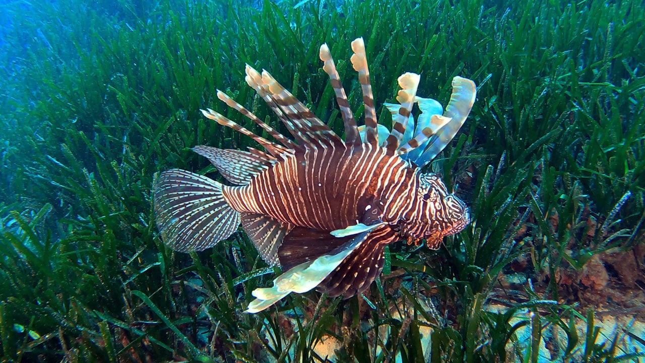 Ekosistemi kilitliyor! Akdeniz’de sessiz dönüşüm