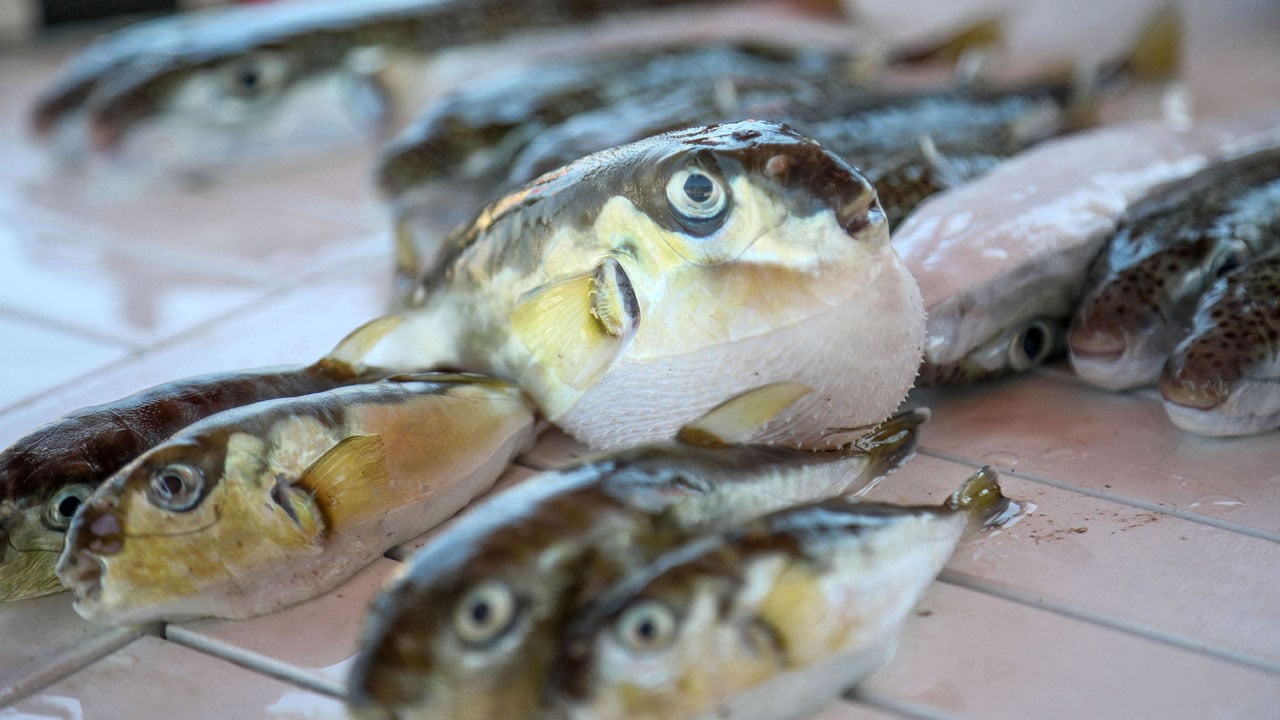 Foto - Ekosistemi kilitliyor! Akdeniz’de sessiz dönüşüm