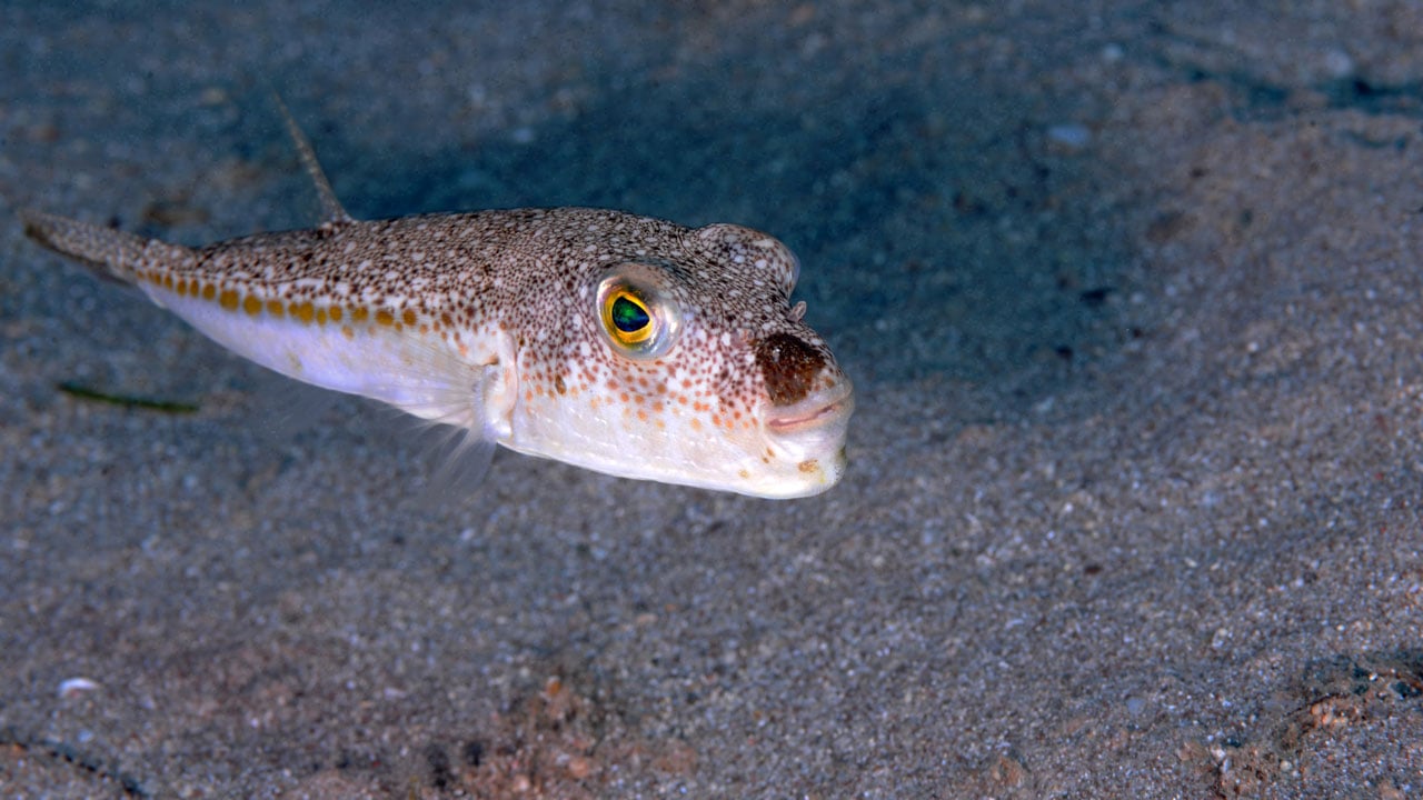 Foto - Ekosistemi kilitliyor! Akdeniz’de sessiz dönüşüm