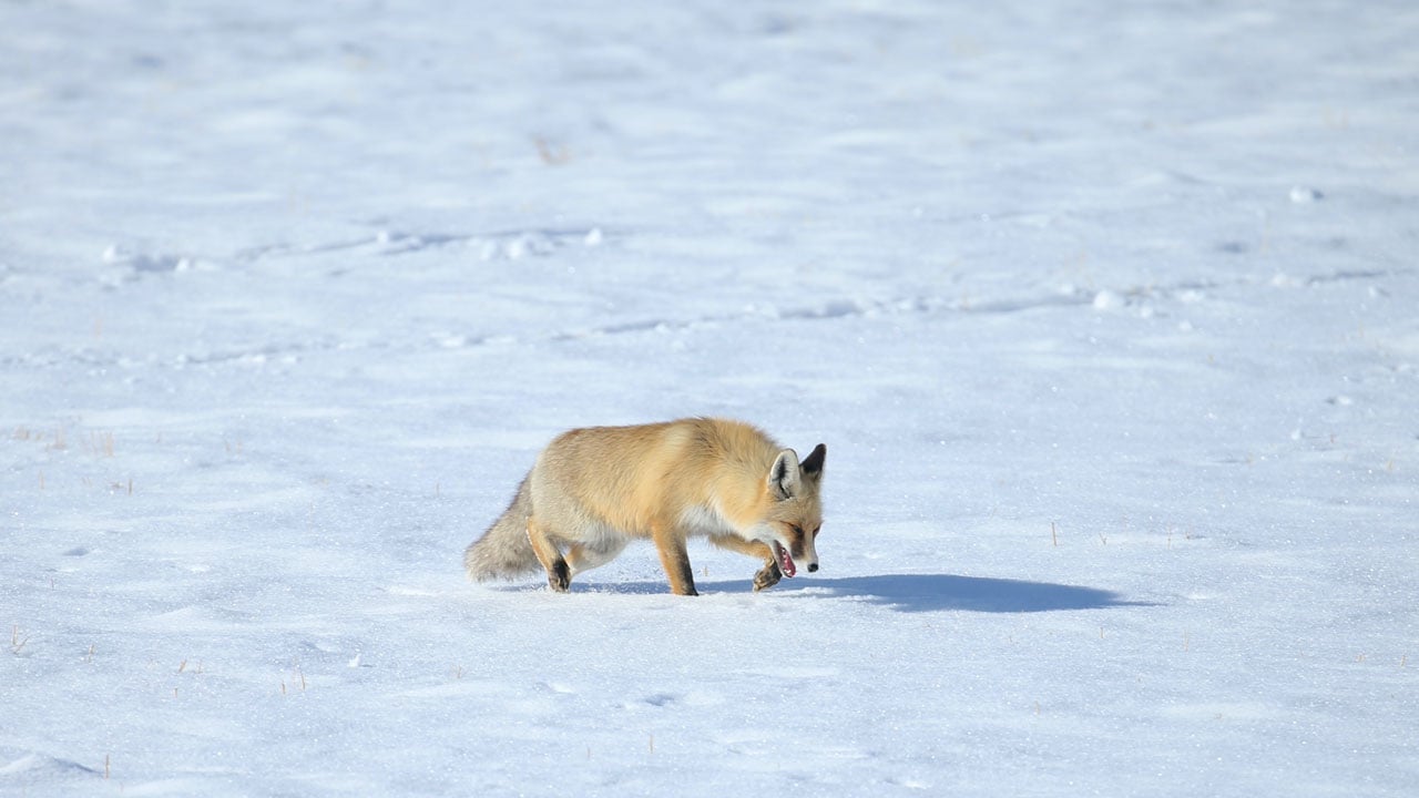 Foto - Eksi 13 derecede yaşam mücadelesi! Kızıl tilkilerin karlı arazideki av mesaisi