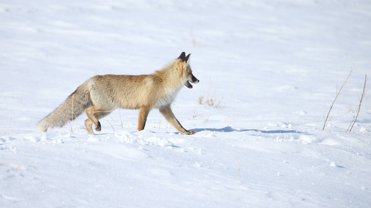 Foto - Eksi 13 derecede yaşam mücadelesi! Kızıl tilkilerin karlı arazideki av mesaisi