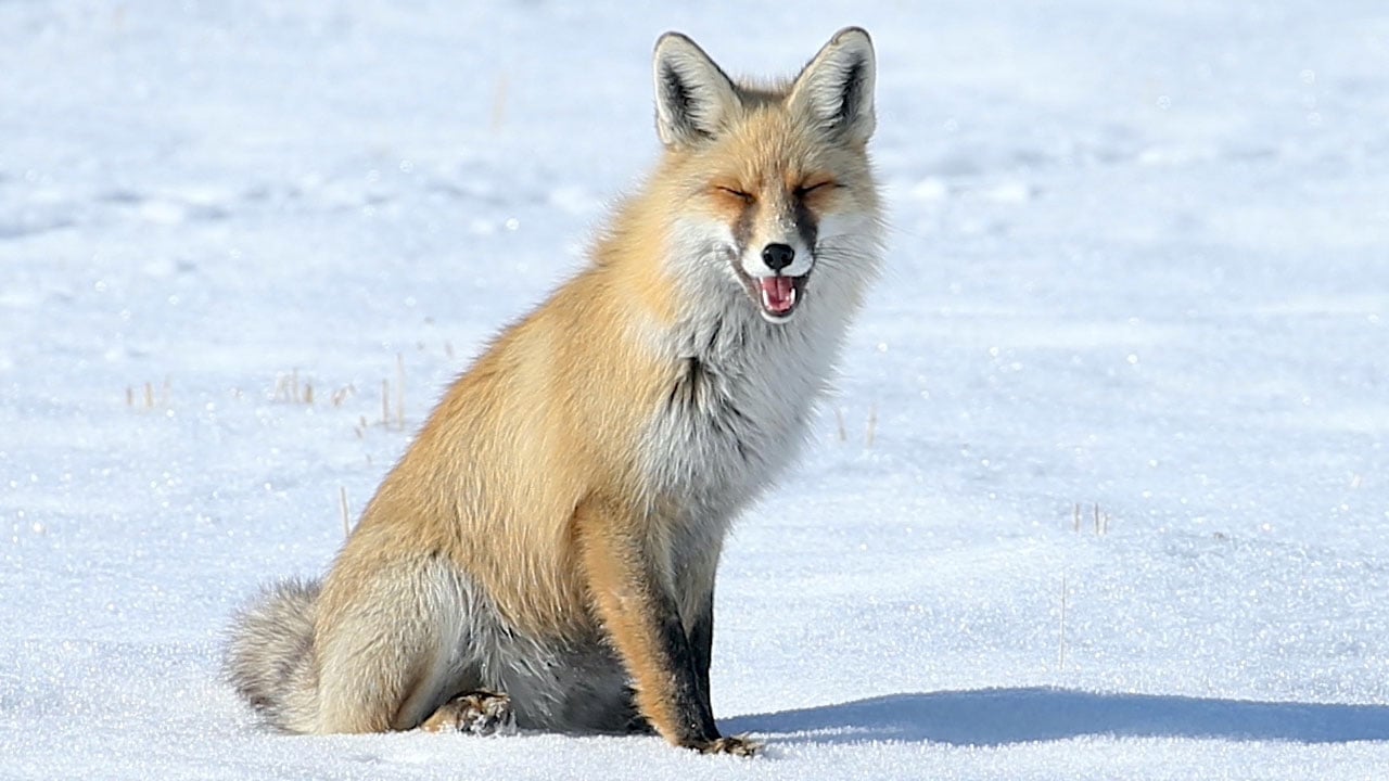 Foto - Eksi 13 derecede yaşam mücadelesi! Kızıl tilkilerin karlı arazideki av mesaisi