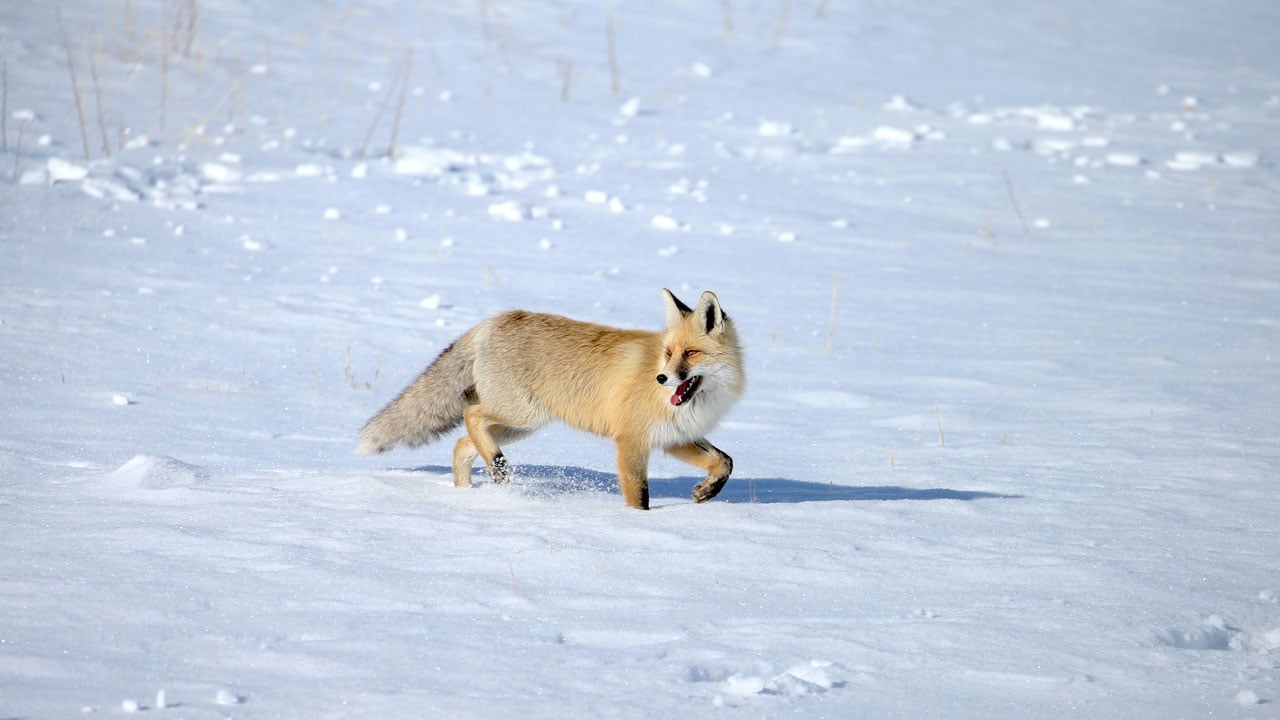 Eksi 13 derecede yaşam mücadelesi! Kızıl tilkilerin karlı arazideki av mesaisi