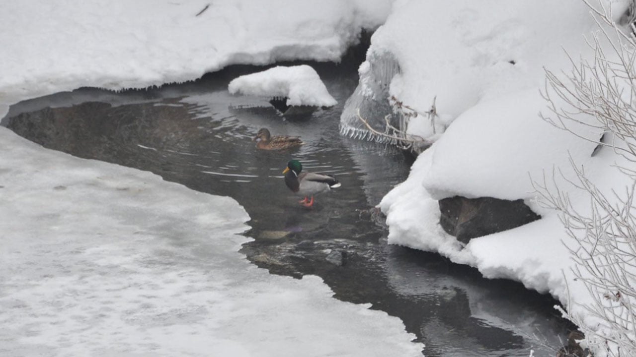 Foto - Eksi 25 derece! Yeşilbaş ördekler hayata böyle tutundu