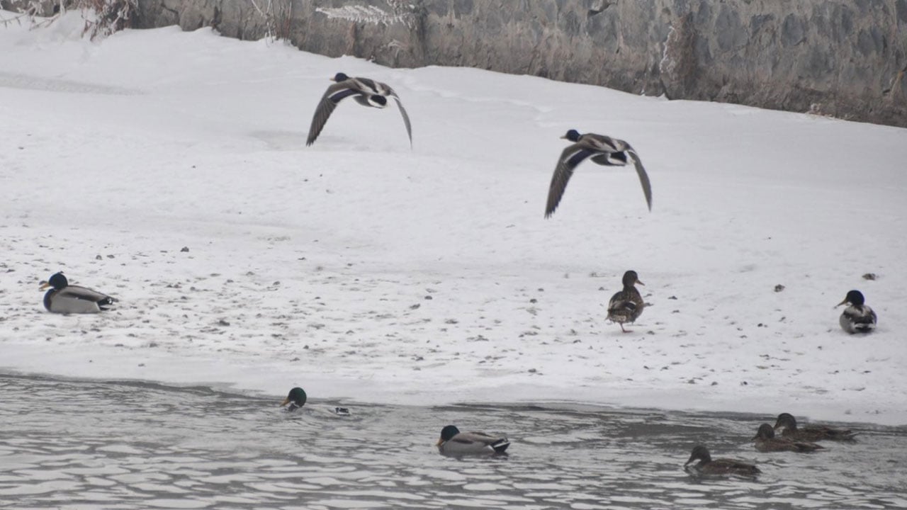 Foto - Eksi 25 derece! Yeşilbaş ördekler hayata böyle tutundu