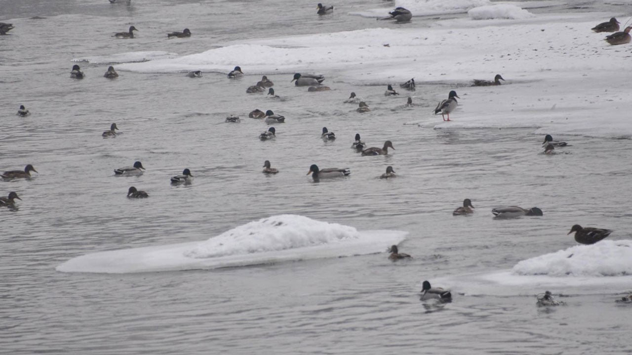 Foto - Eksi 25 derece! Yeşilbaş ördekler hayata böyle tutundu