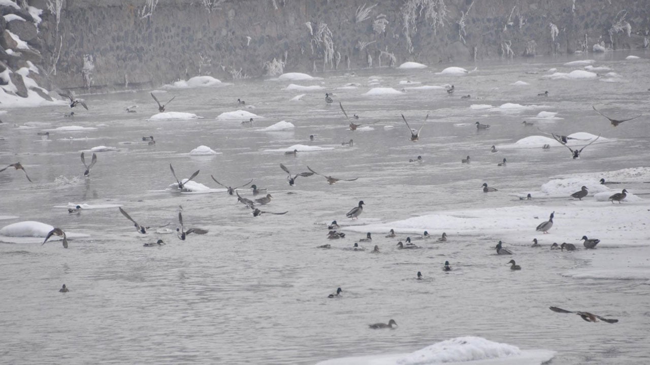 Foto - Eksi 25 derece! Yeşilbaş ördekler hayata böyle tutundu