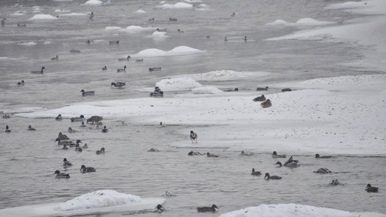 Eksi 25 derece! Yeşilbaş ördekler hayata böyle tutundu