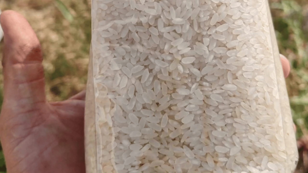 Foto - Ekşi veya kötü koku... Pirinçte saklı tehlike: Zehirlenmeye davetiye çıkarıyor 