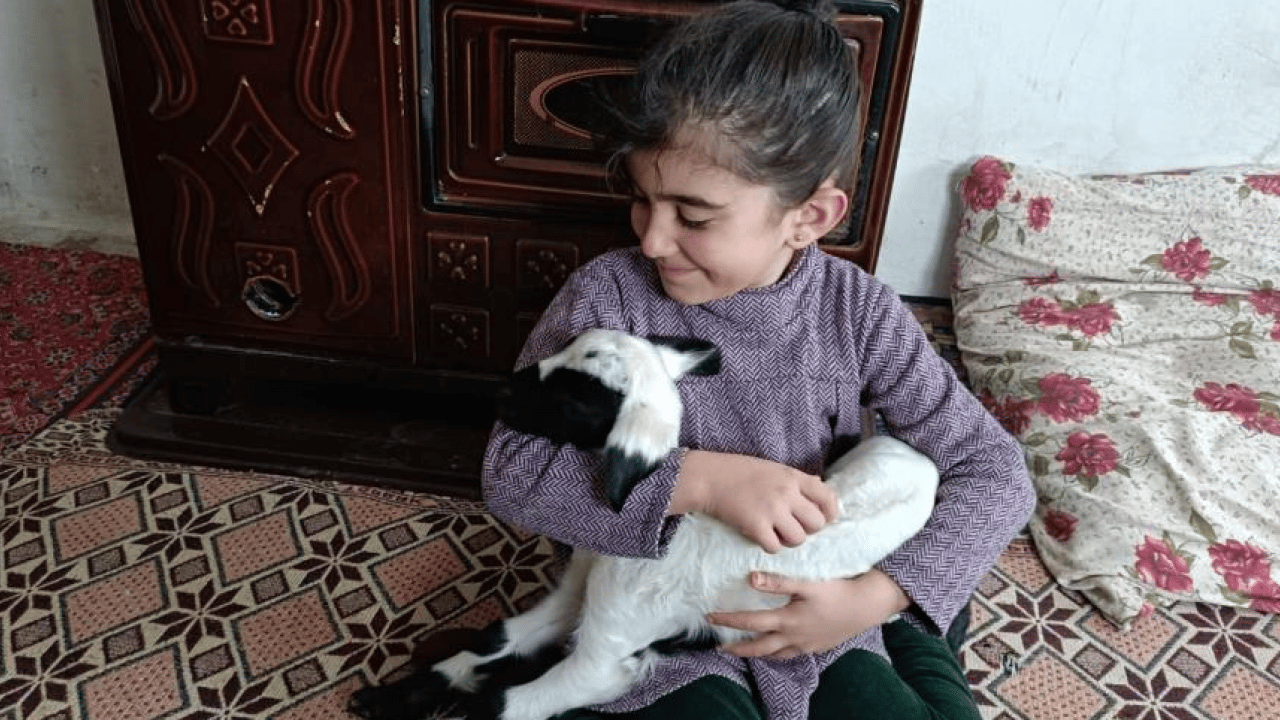Foto - Elazığ’da ‘kuzu’ mesaisi: Soğuk hava onları eve taşıdı