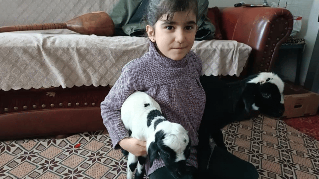 Elazığ’da ‘kuzu’ mesaisi: Soğuk hava onları eve taşıdı