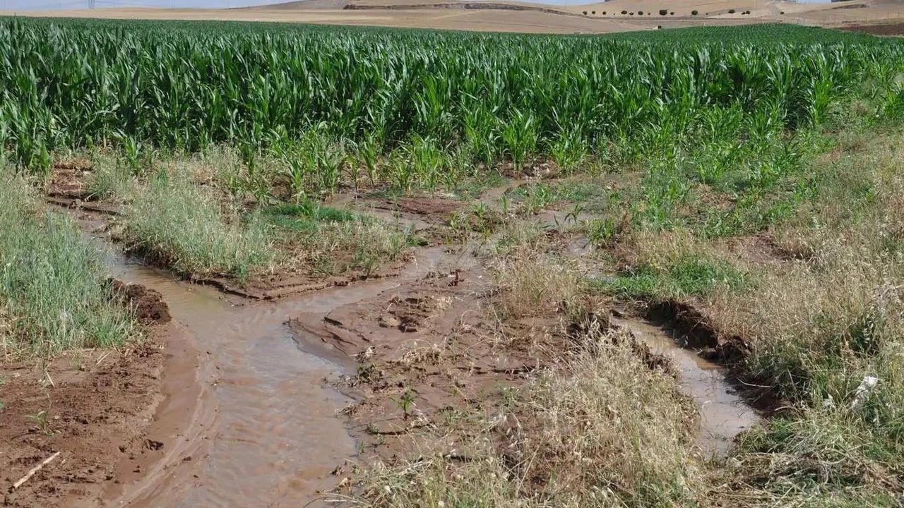Foto - Elektrik kaçak sulama vahşi Kanımızı emiyorlar