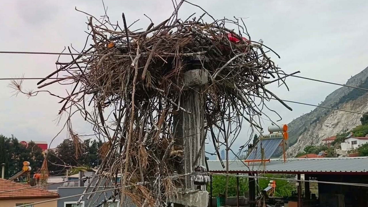 Foto - Elektrik tellerinin arasına yuva kurdular! Leylek yumurtaları tek tek kurtarıldı