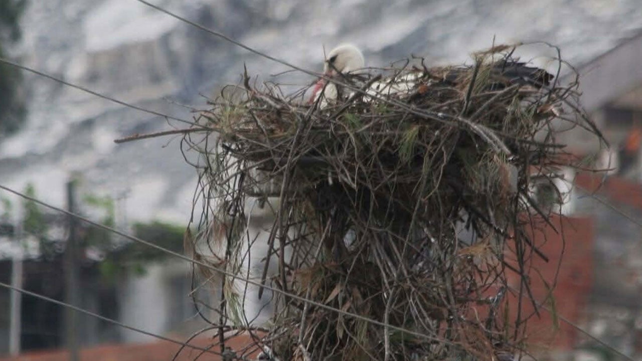 Foto - Elektrik tellerinin arasına yuva kurdular! Leylek yumurtaları tek tek kurtarıldı