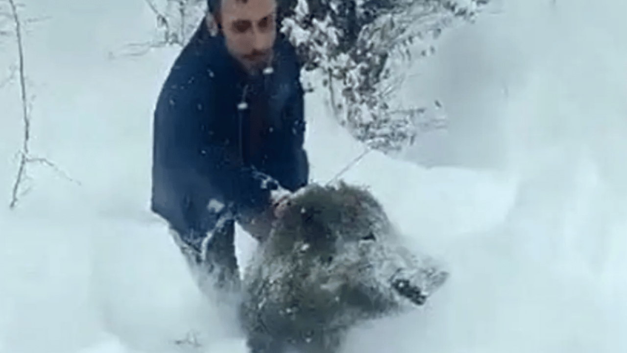 Foto - Eliyle domuz yakalayan şahsa 15 bin TL ceza