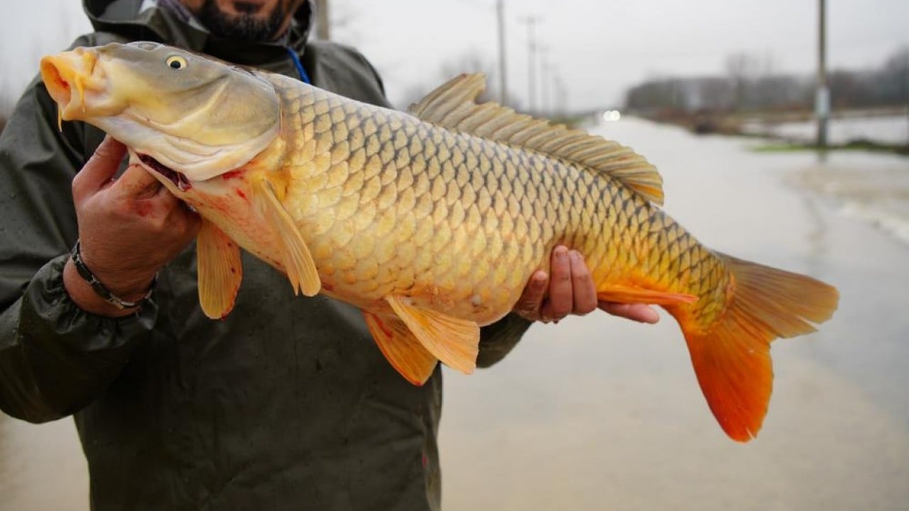 Foto - Elleriyle topladılar Tarlada sazan balığı hasadı