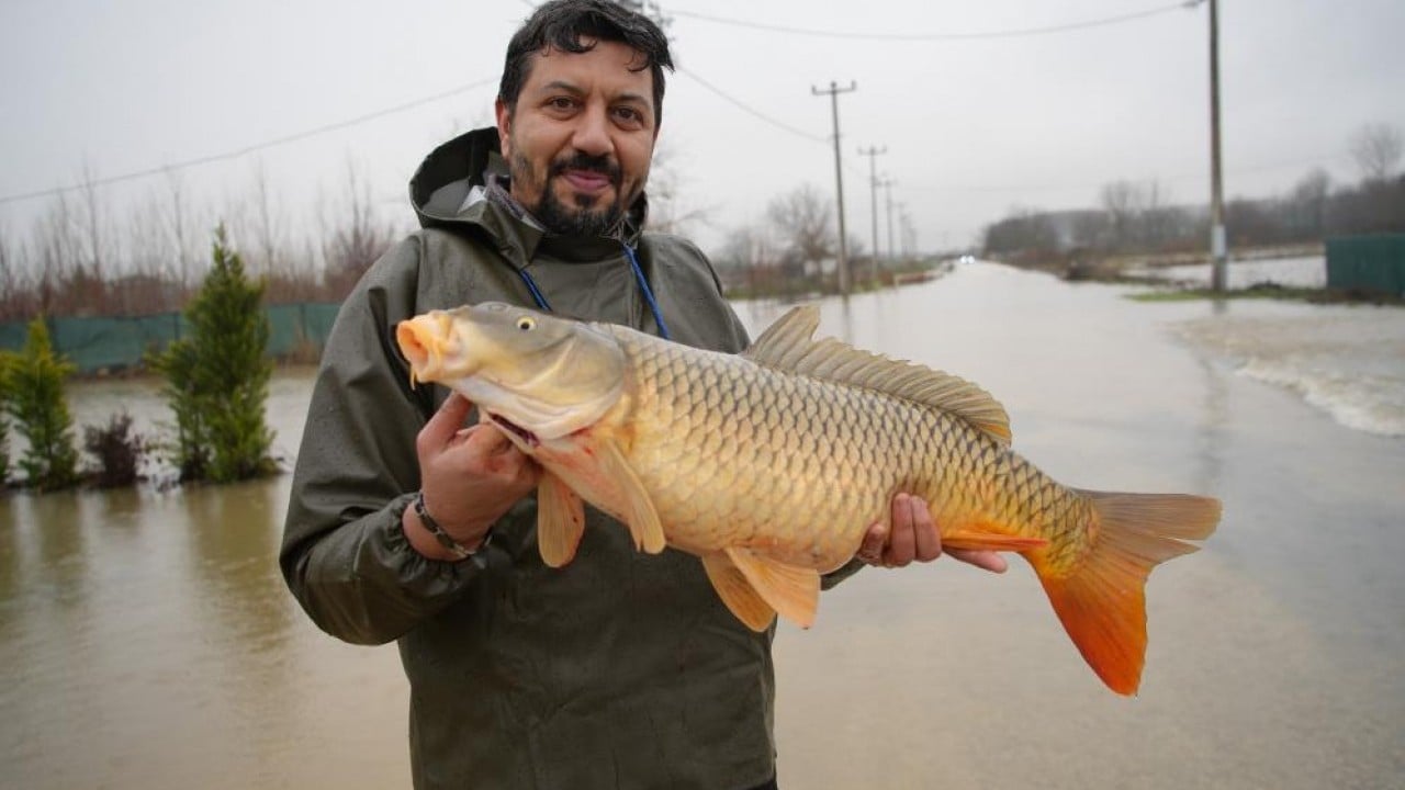 Foto - Elleriyle topladılar Tarlada sazan balığı hasadı