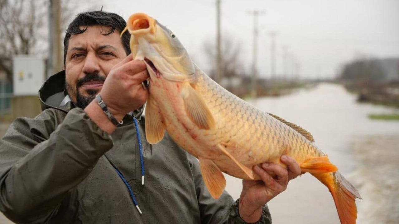 Elleriyle topladılar Tarlada sazan balığı hasadı