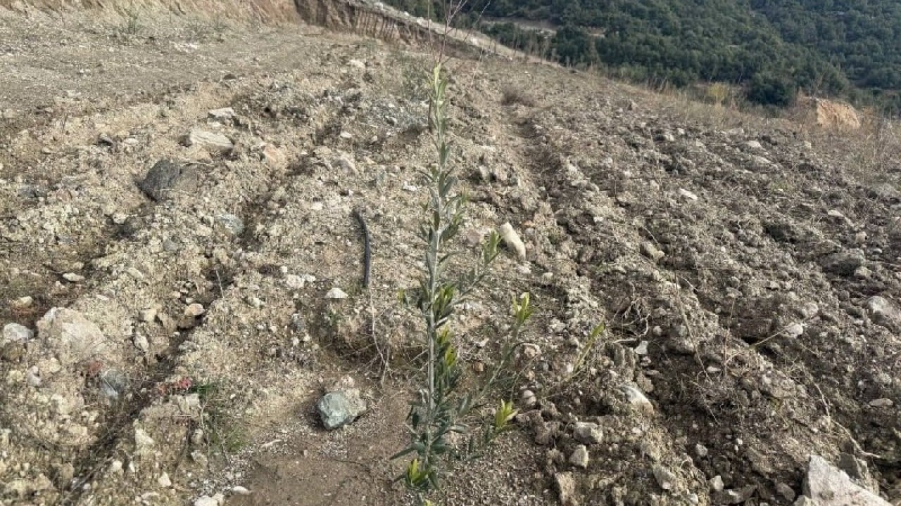 Foto - Elma yerine vişne ve zeytin
