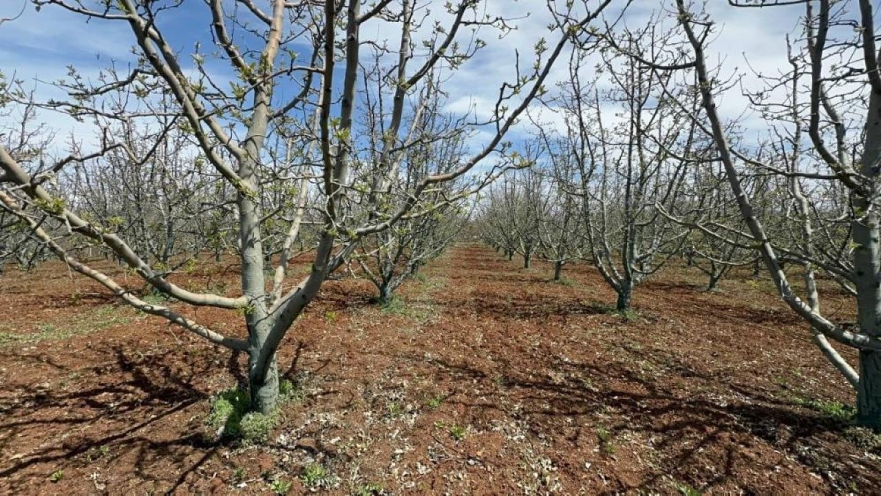Foto - Elma yerine vişne ve zeytin