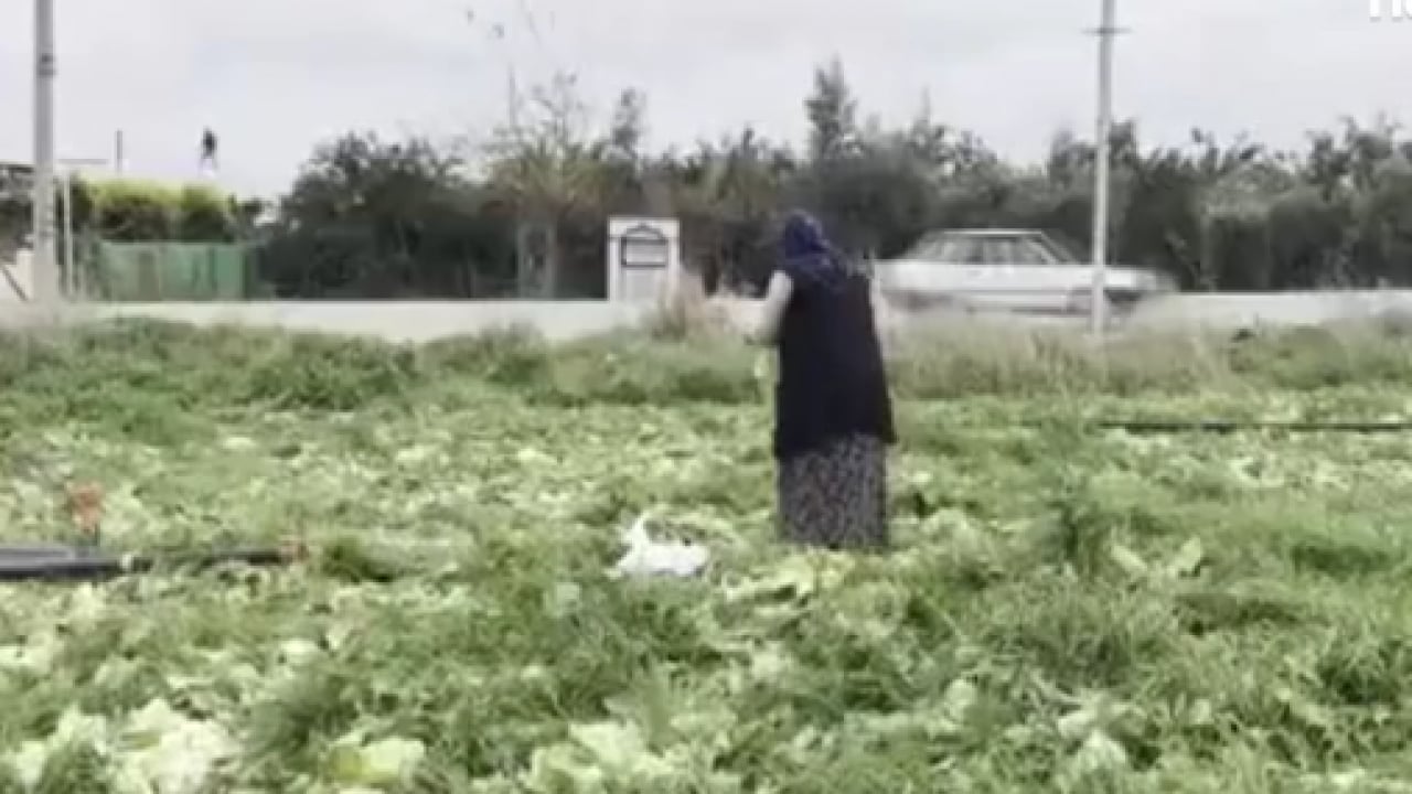 Foto - Yanlış hesap emekleri heba etti: 17 dönüm ürün bedavaya gitti!