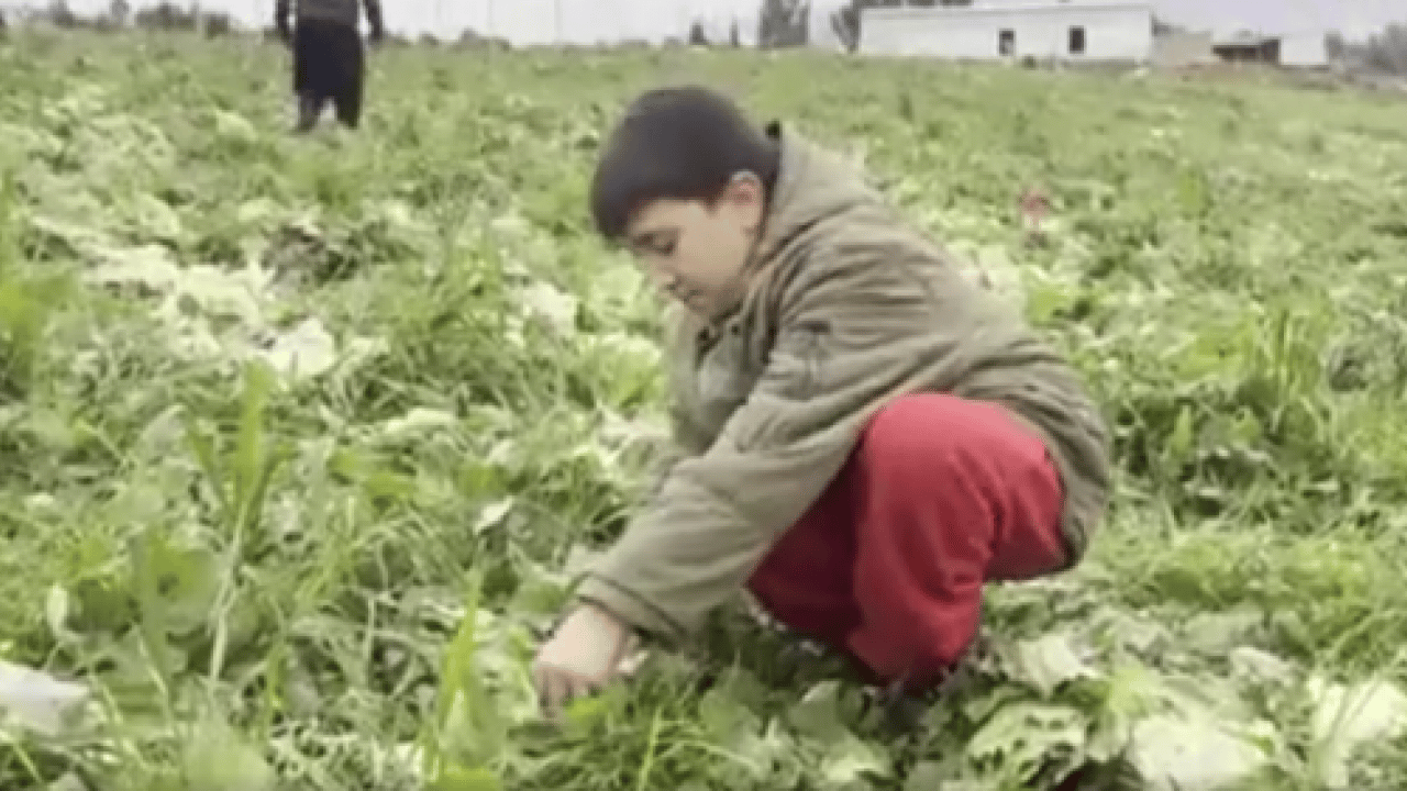 Foto - Yanlış hesap emekleri heba etti: 17 dönüm ürün bedavaya gitti!