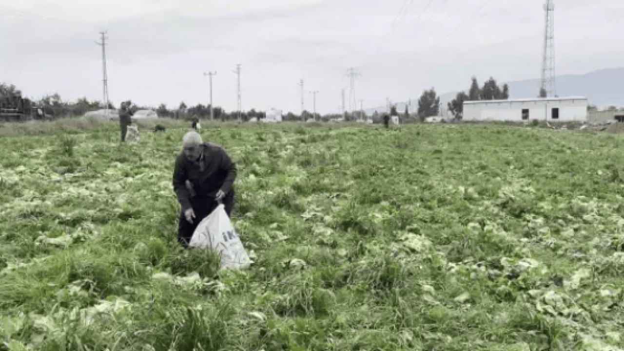 Foto - Yanlış hesap emekleri heba etti: 17 dönüm ürün bedavaya gitti!