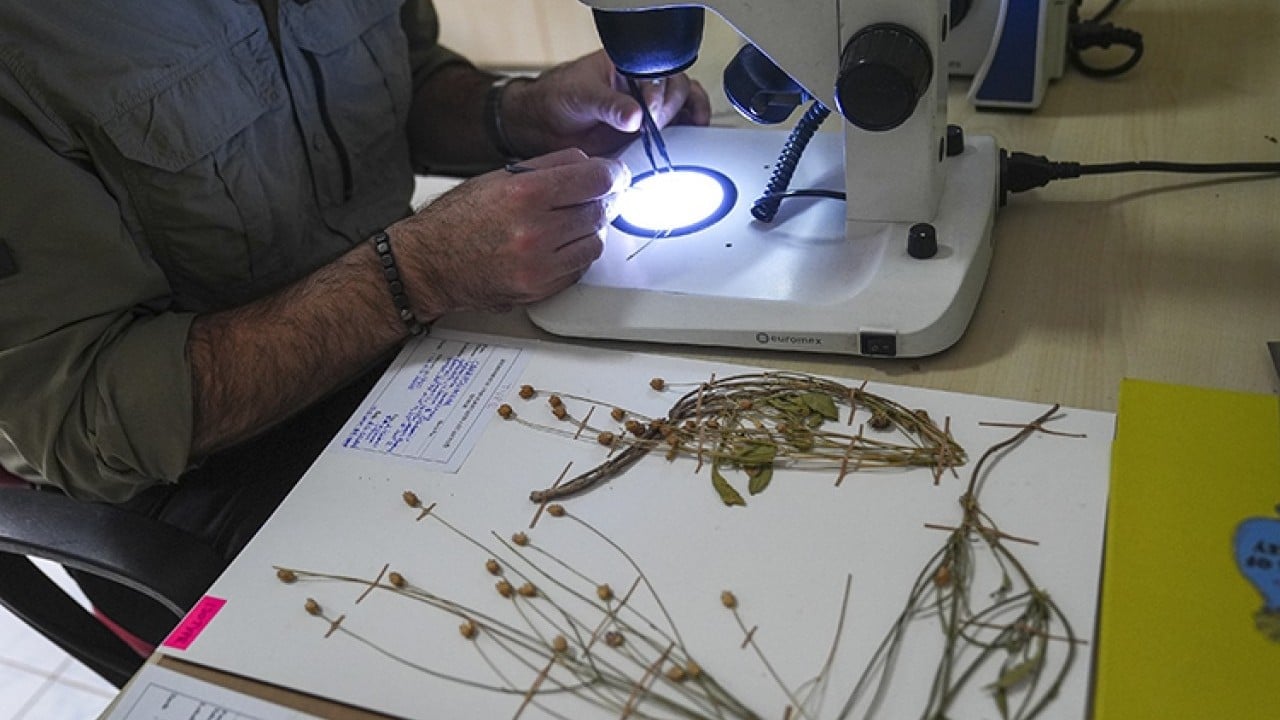 Foto - Emekli öğretmen doğa yürüyüşü sırasında fark etti! Yeni bitki türü keşfedildi
